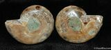 Small Desmoceras Ammonite Pair #396-1